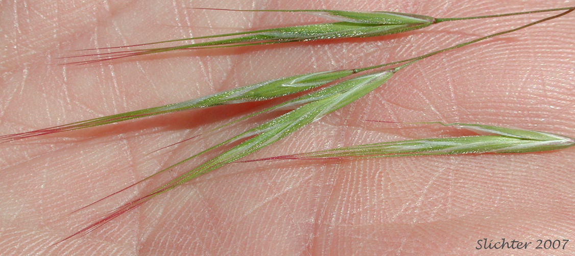 Cheat Grass, Cheatgrass Brome, Downy Brome: Bromus tectorum (Synonyms: Anisantha tectorum, Bromus tectorum var. glabratus, Bromus tectorum var. hirsutus, Bromus tectorum var. nudus, Bromus tectorum var. tectorum)